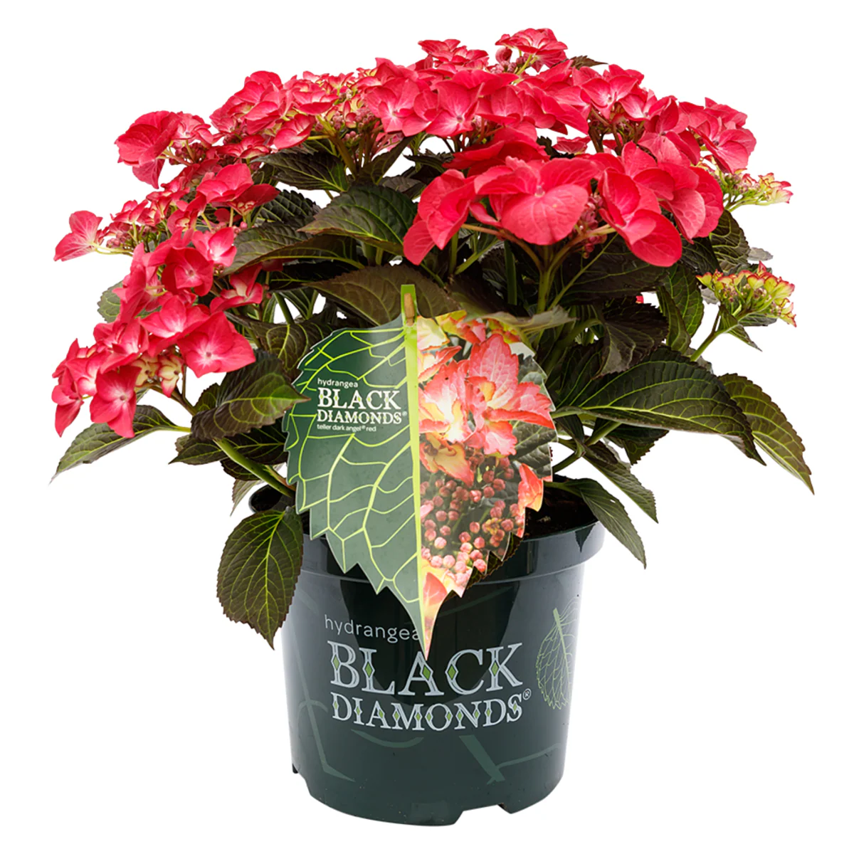 Tellerhortensie 'Dark Angel' - Image 2