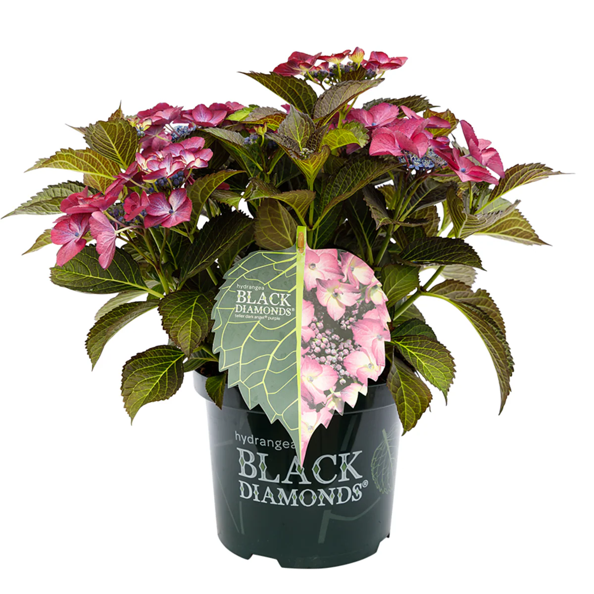 Tellerhortensie 'Dark Angel Purple' - Image 2