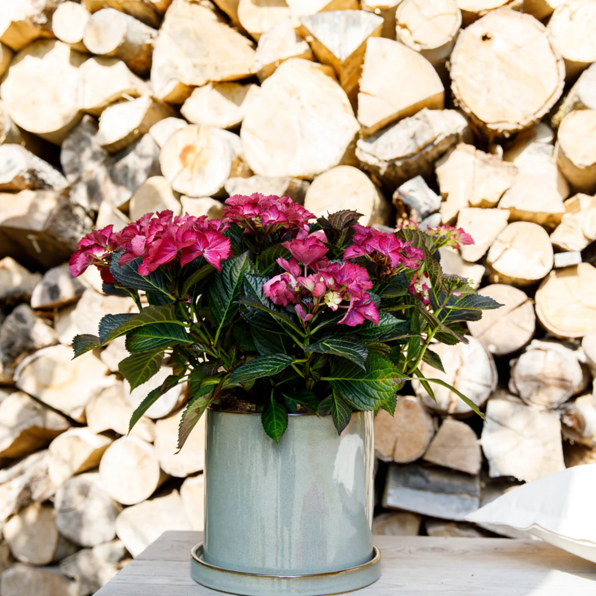 Tellerhortensie 'Dark Angel Purple' - Image 3