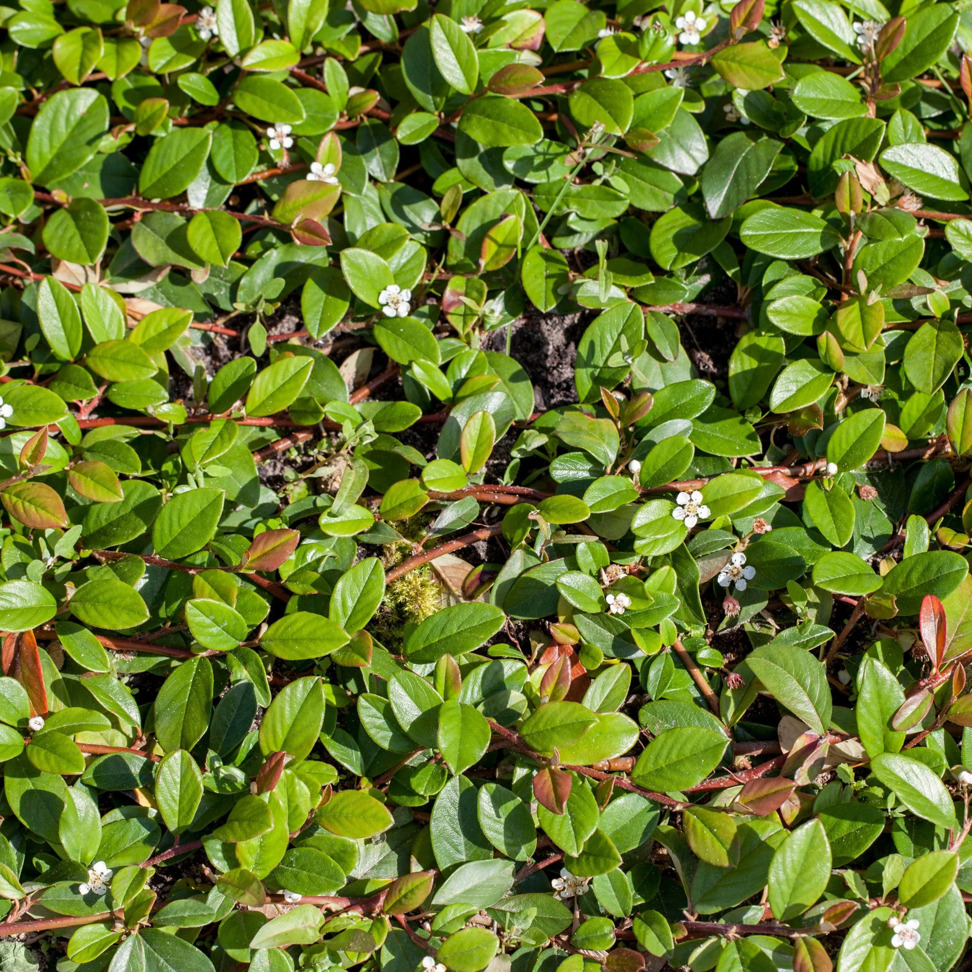 Teppichmispel 'Queen of Carpet'