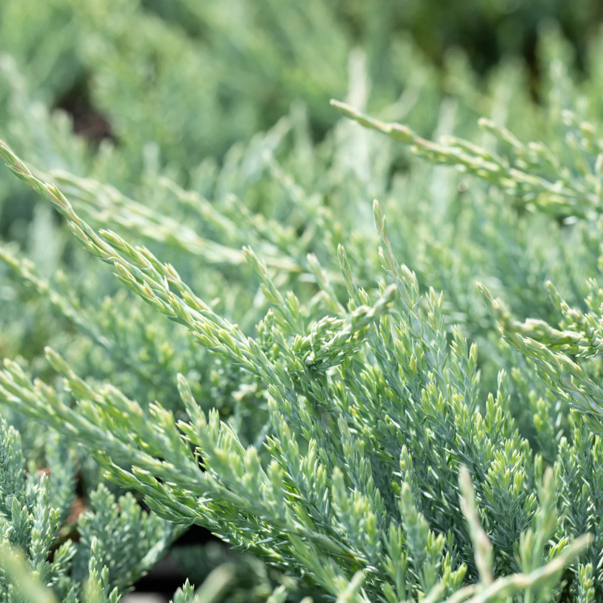 Teppichwacholder 'Blue Chip'