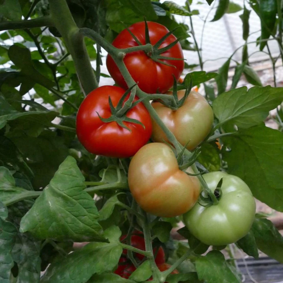 Tomate 'Previa', veredelt