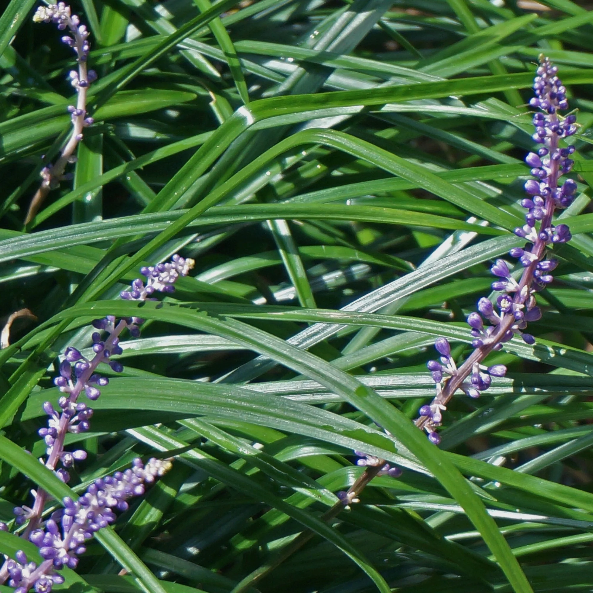 Träubel-Glöckchentraube - Image 3