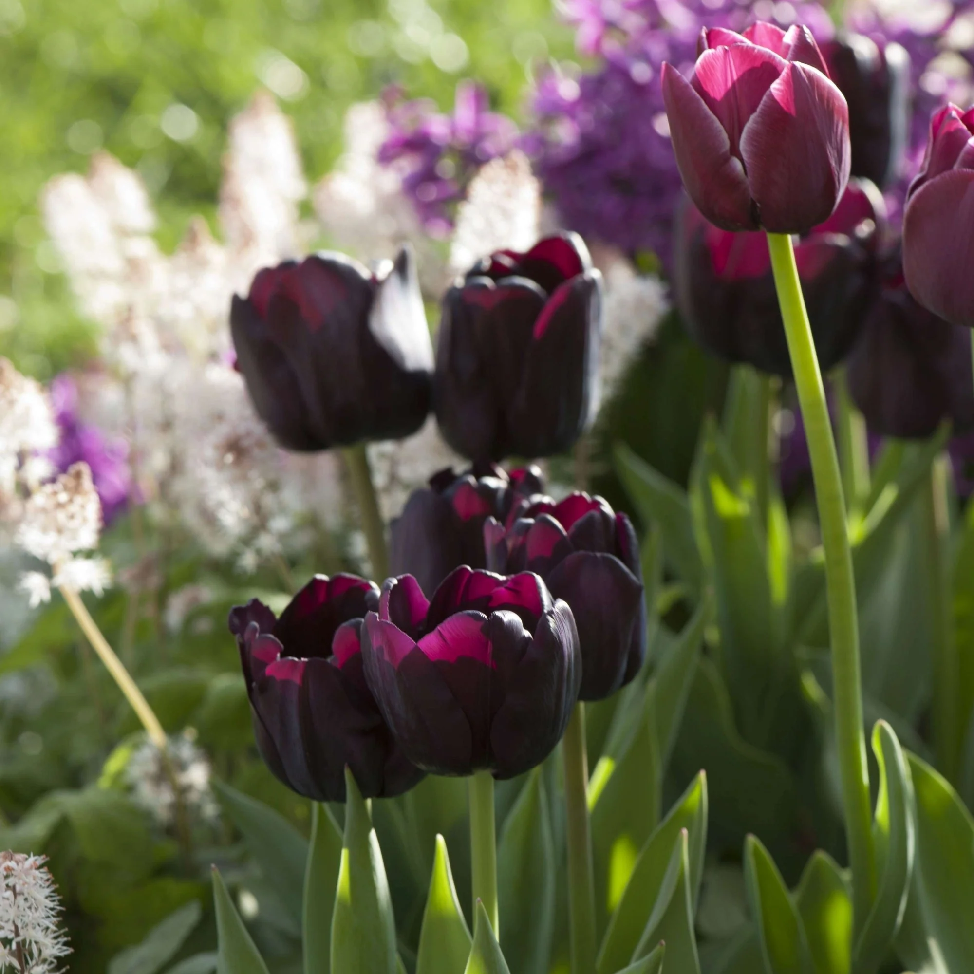 Tulpe 'Black Jack' - Image 2
