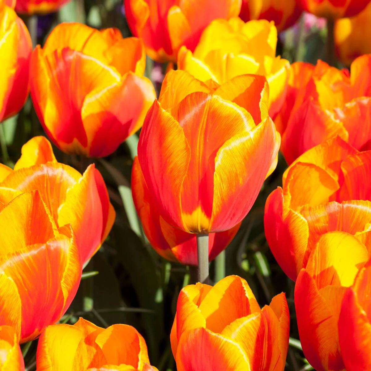 Tulpe 'Flair'