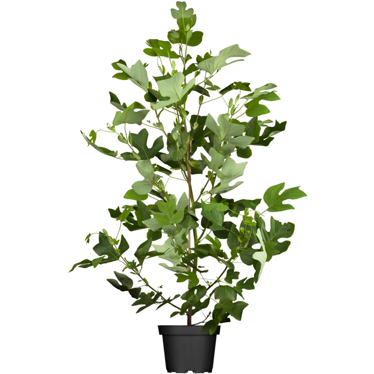 Tulpenbaum - Image 2