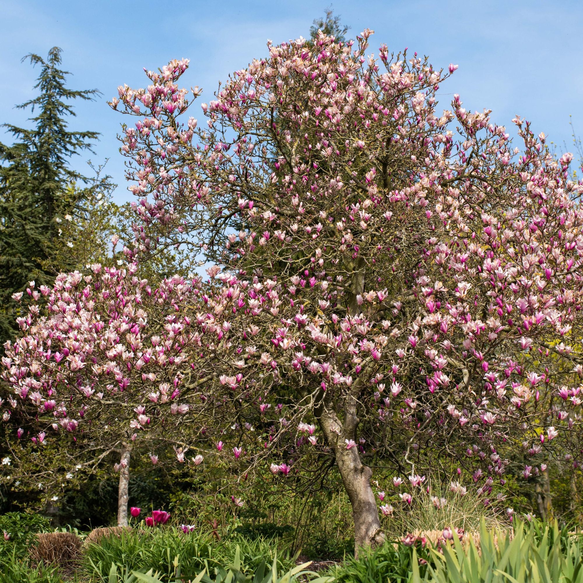 Tulpenmagnolie 'Betty' - Image 3