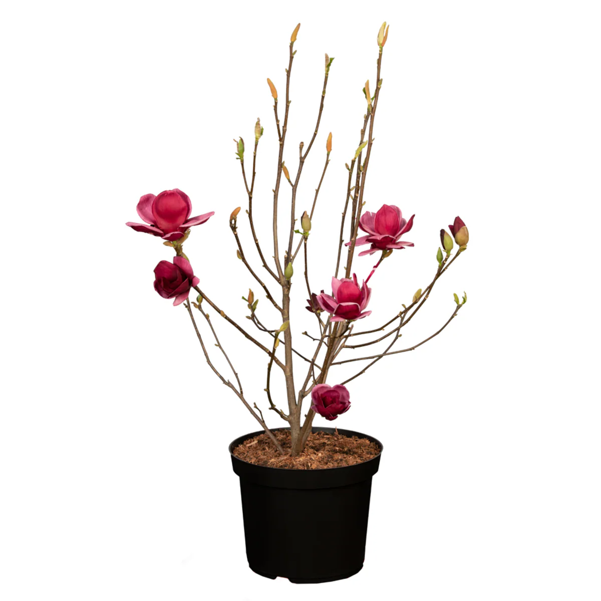 Tulpenmagnolie 'Genie®' - Image 2