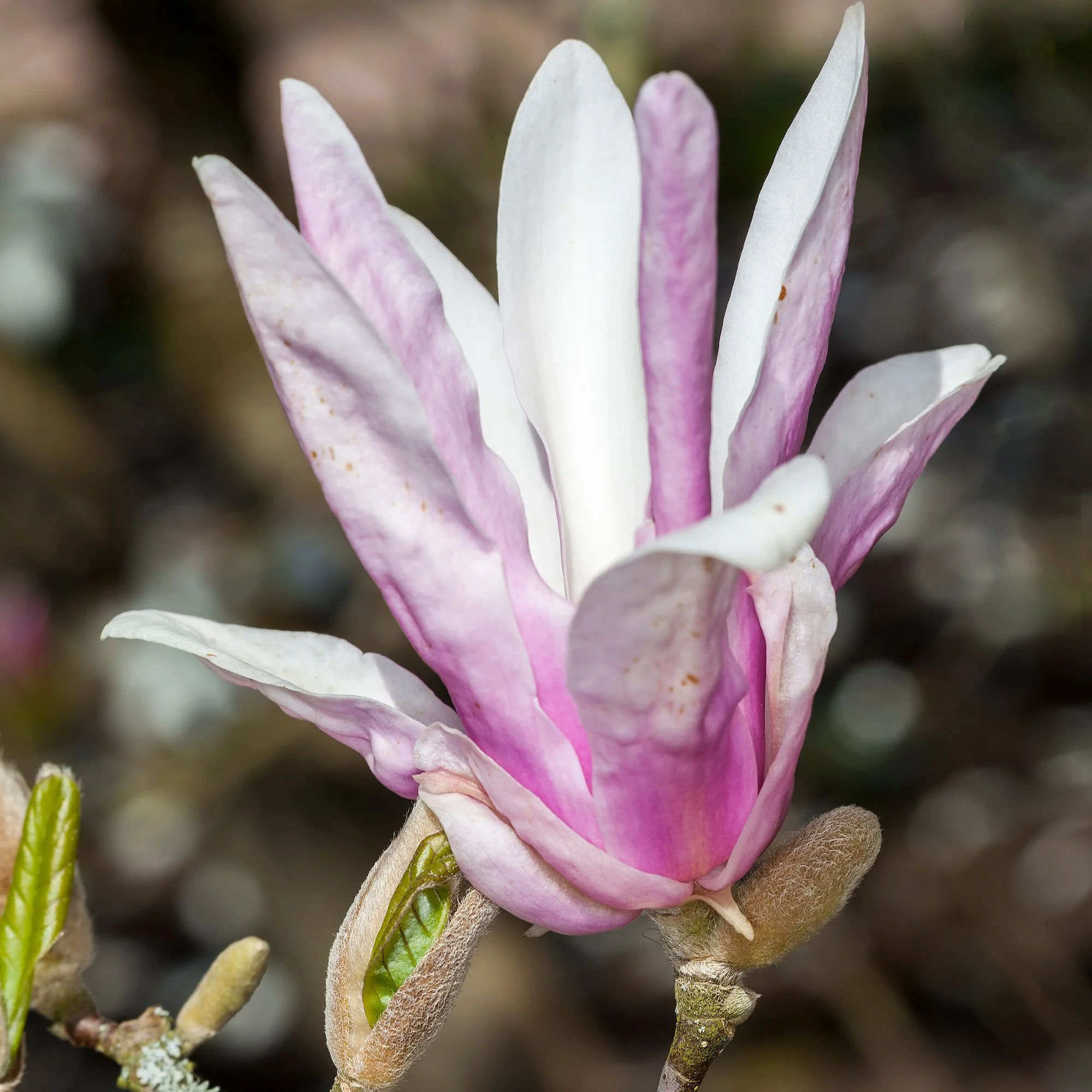 Tulpenmagnolie 'Georg Henry Kern'