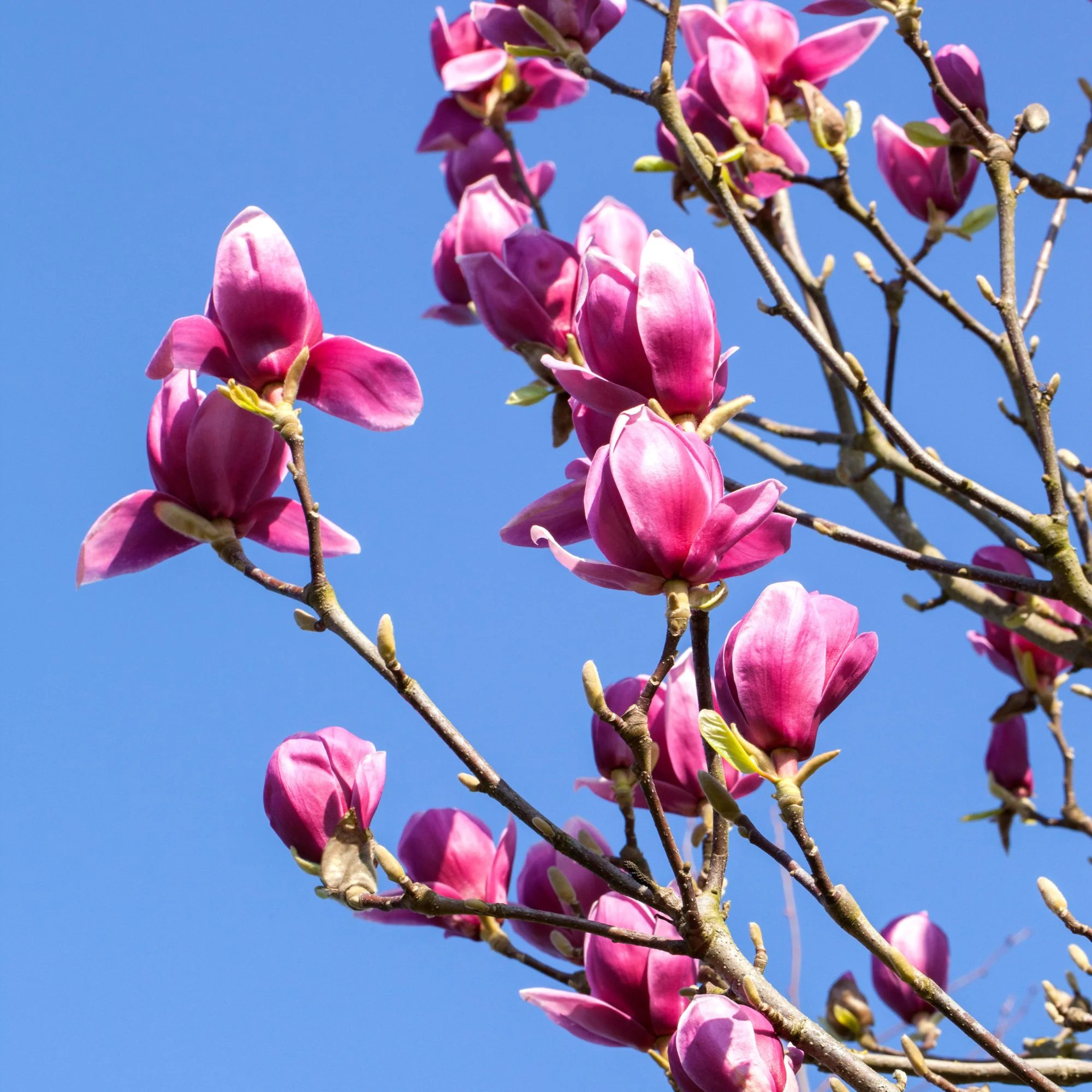 Tulpenmagnolie 'Nigra'