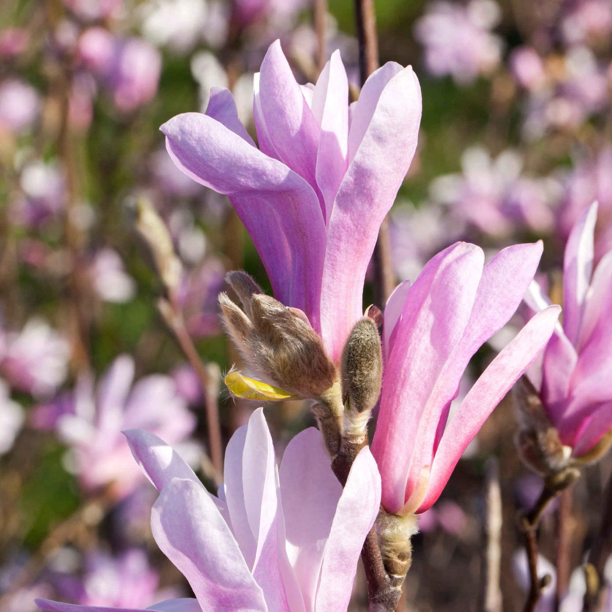 Tulpenmagnolie 'Susan'