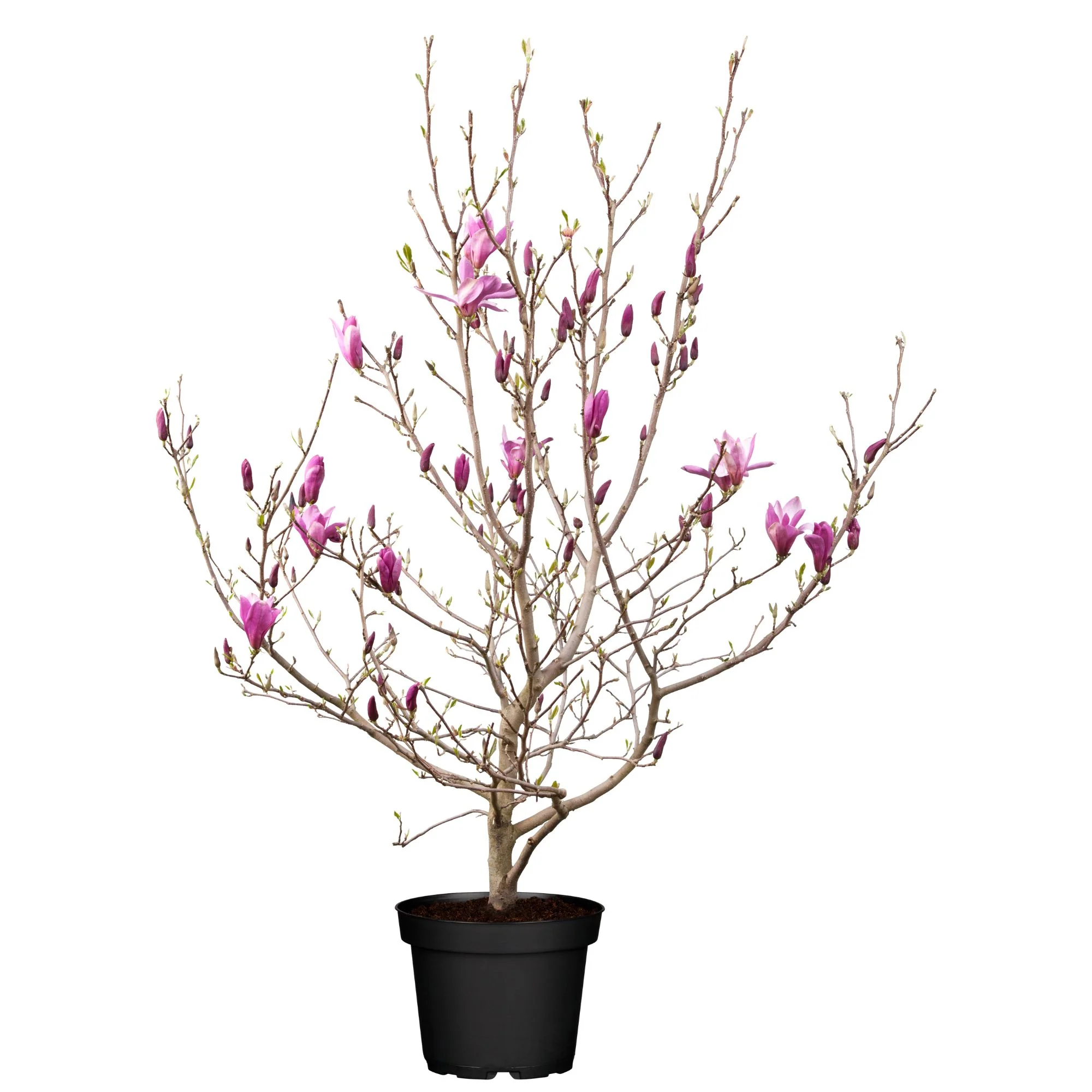 Tulpenmagnolie 'Susan' - Image 2