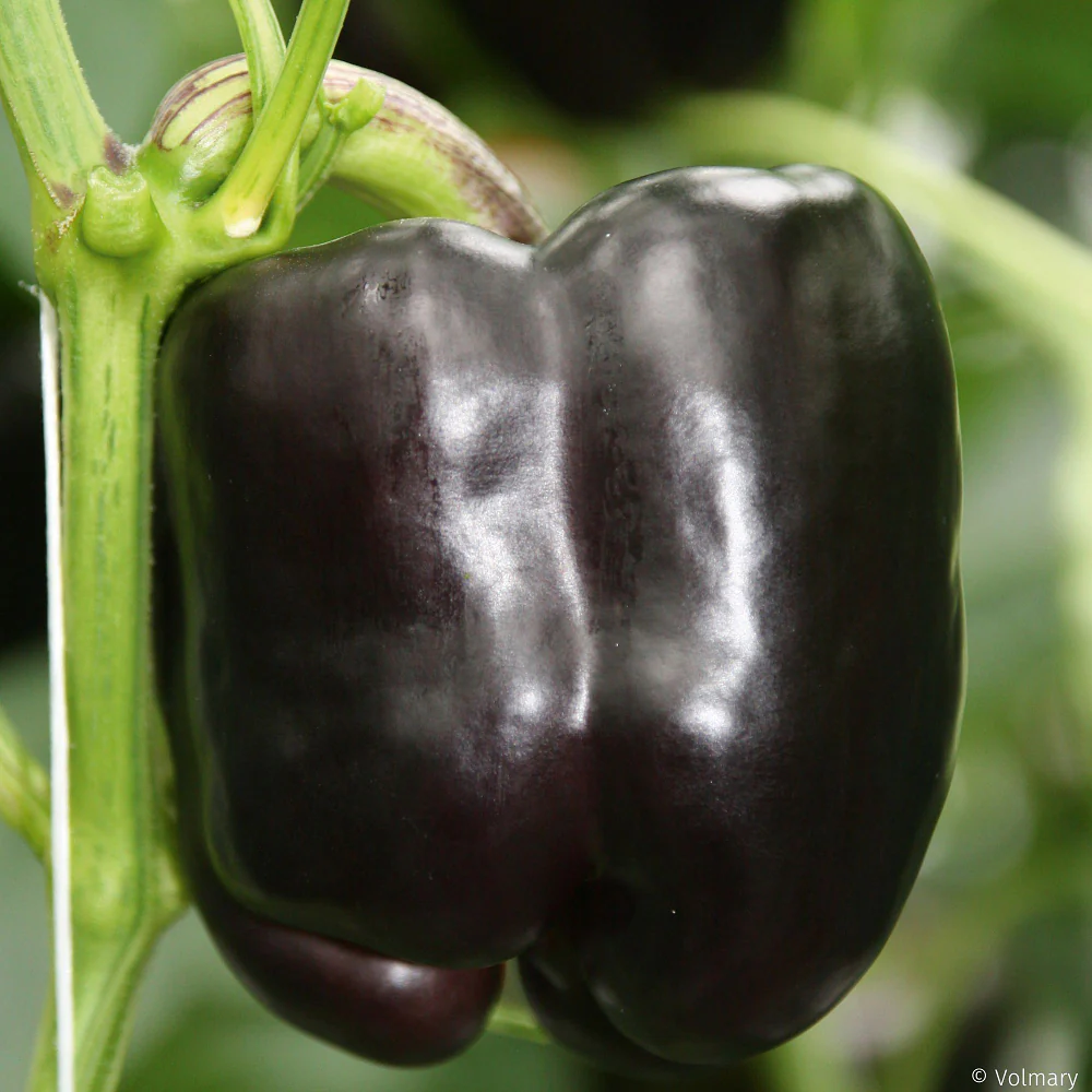 Violette Blockpaprika 'Beluga® Lilac'
