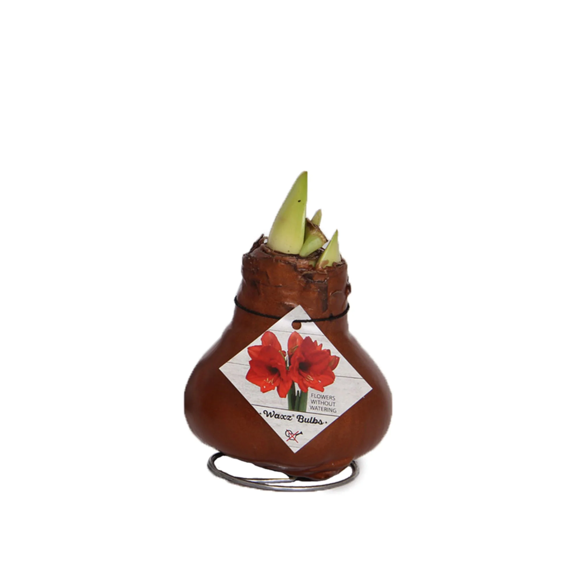 Wachs-Amaryllis - Image 10