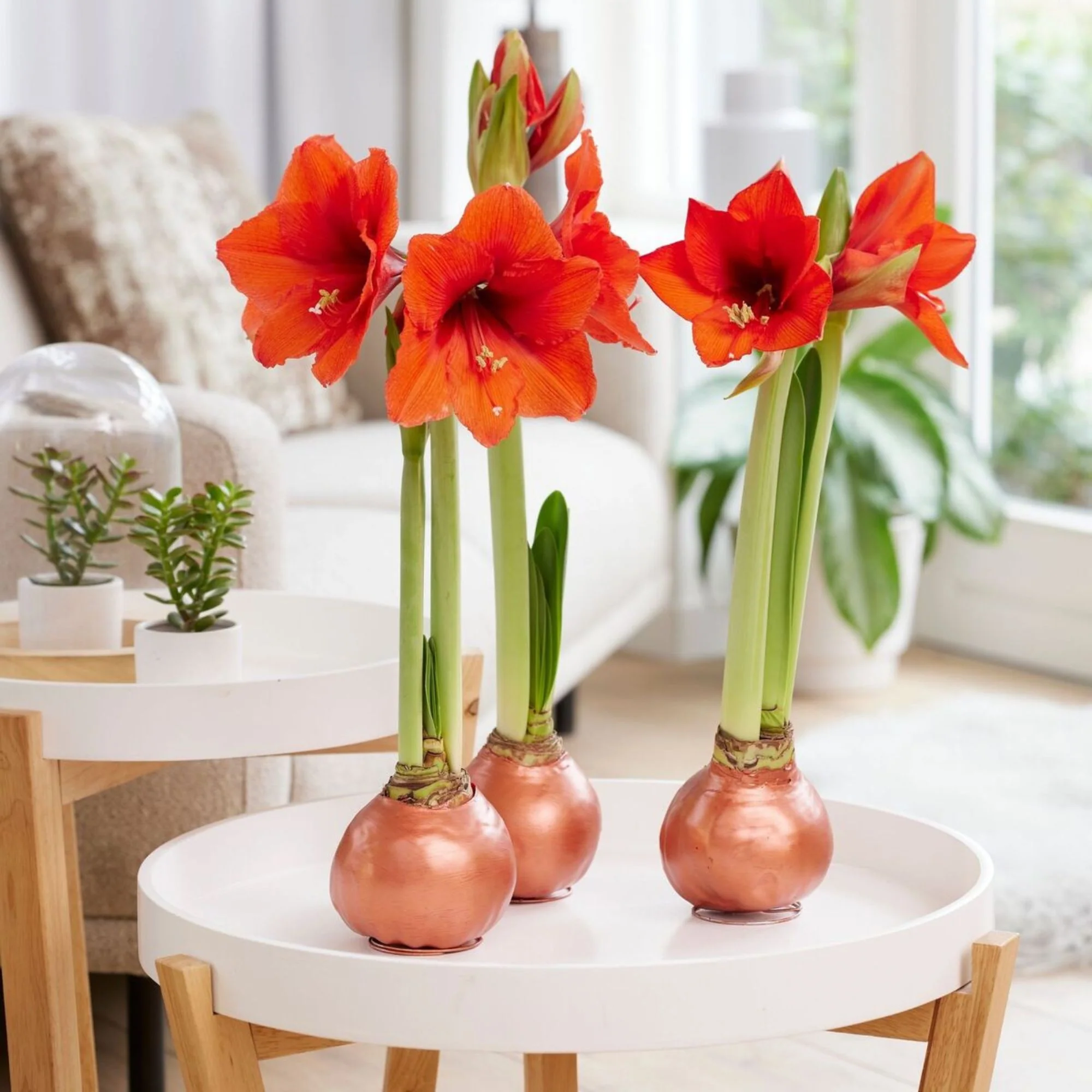 Wachs-Amaryllis - Image 11