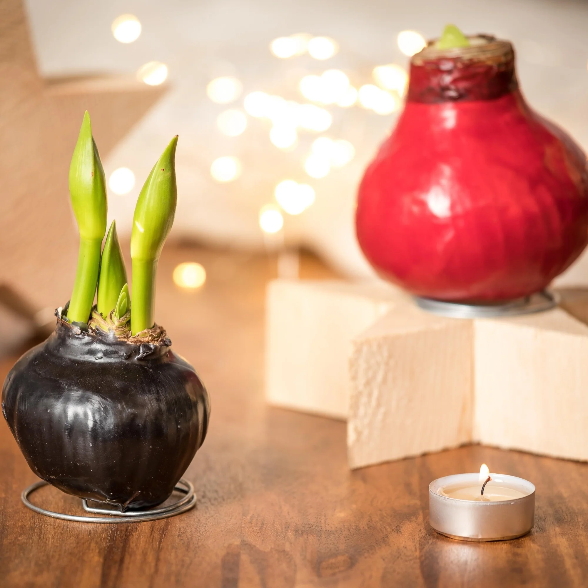 Wachs-Amaryllis - Image 14