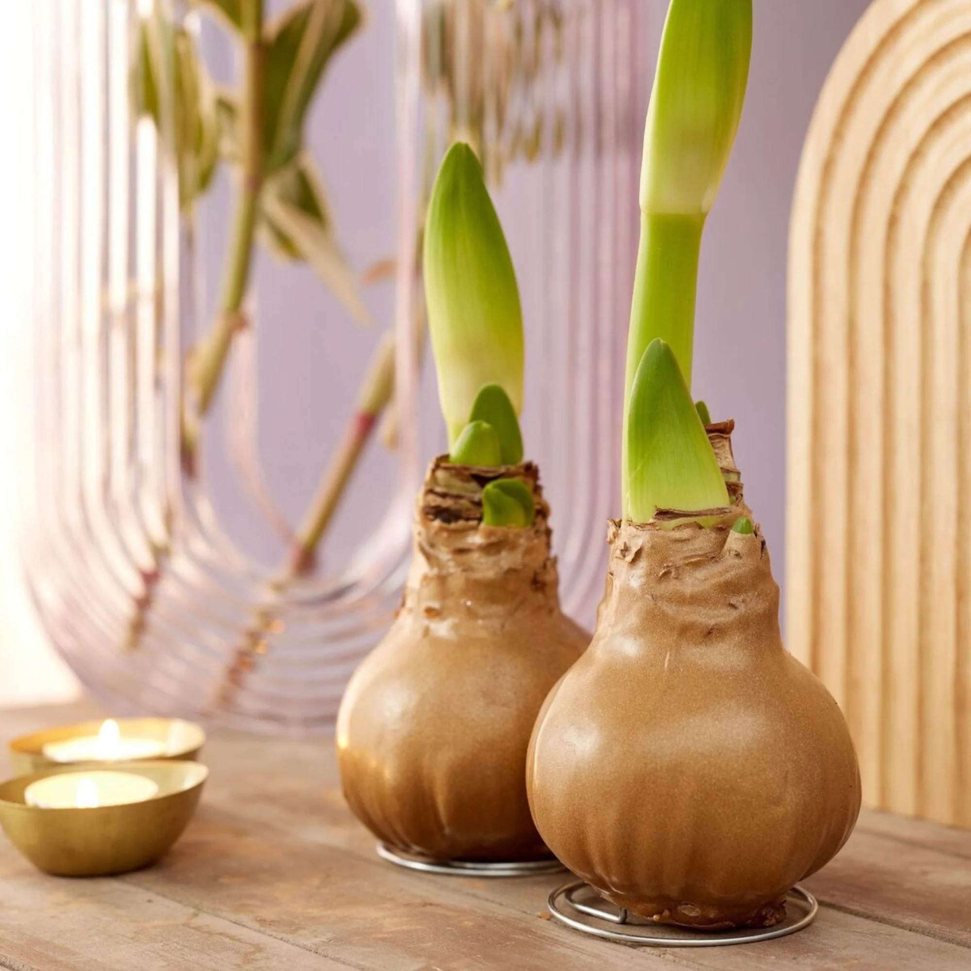 Wachs-Amaryllis - Image 3