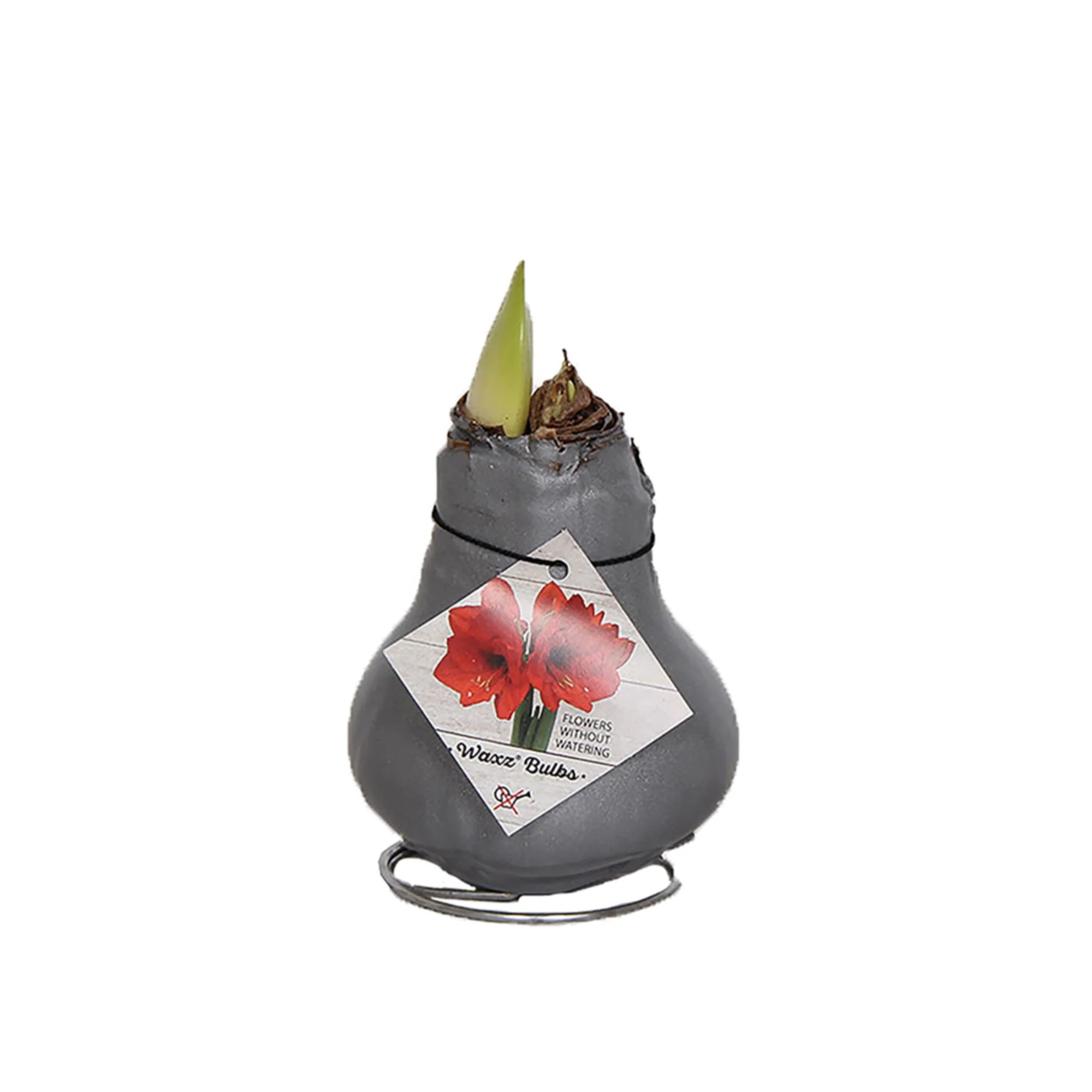 Wachs-Amaryllis - Image 5