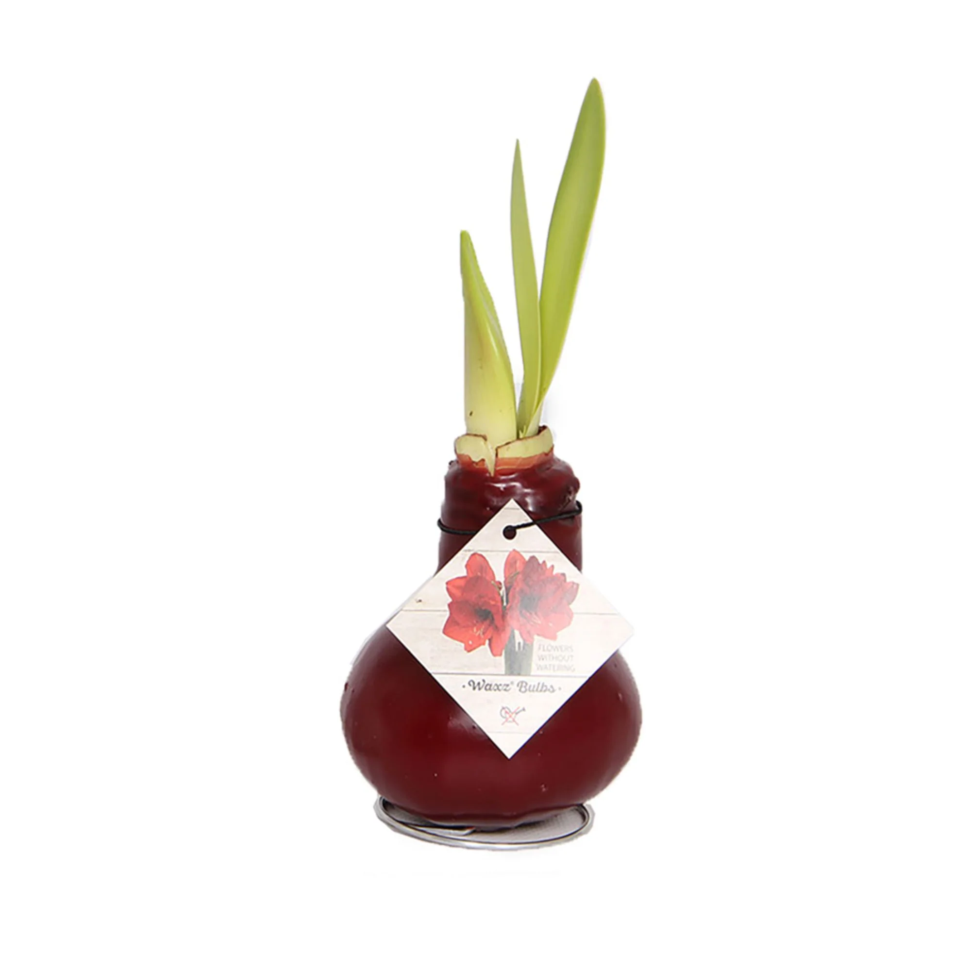 Wachs-Amaryllis - Image 6