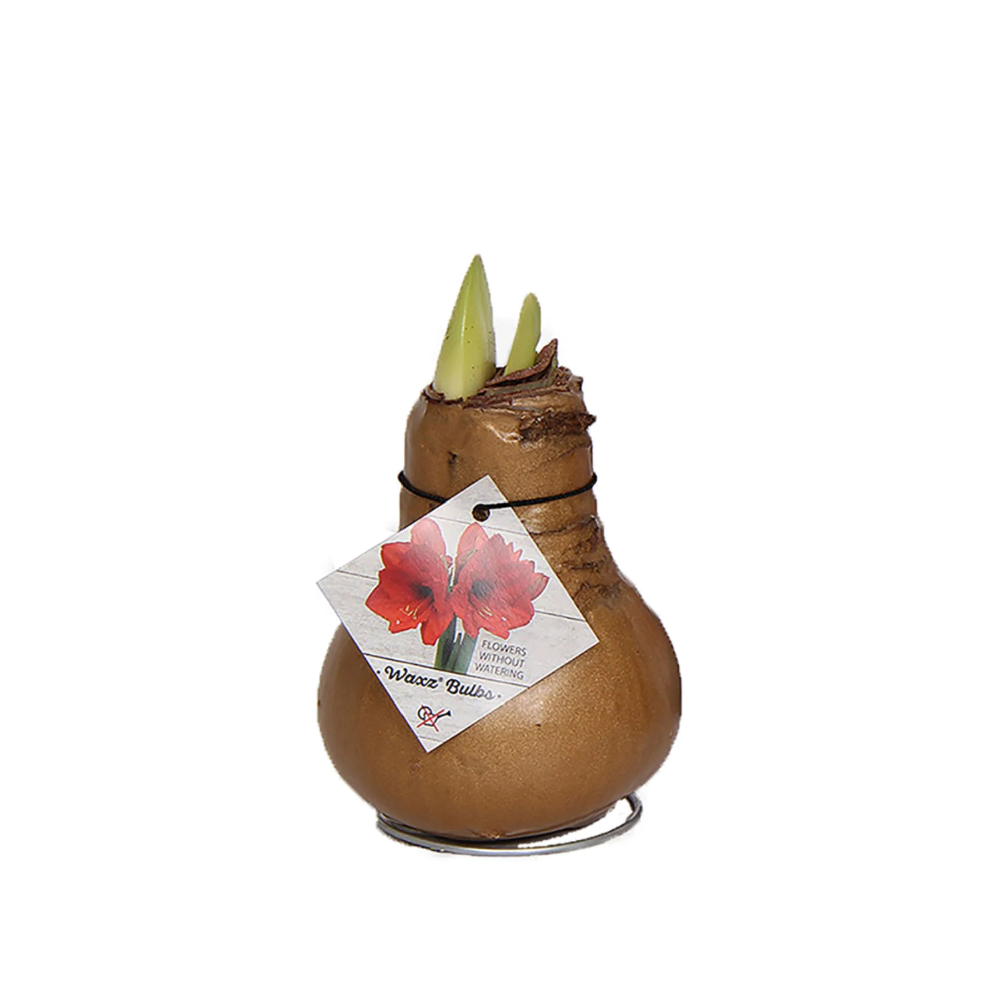 Wachs-Amaryllis - Image 7