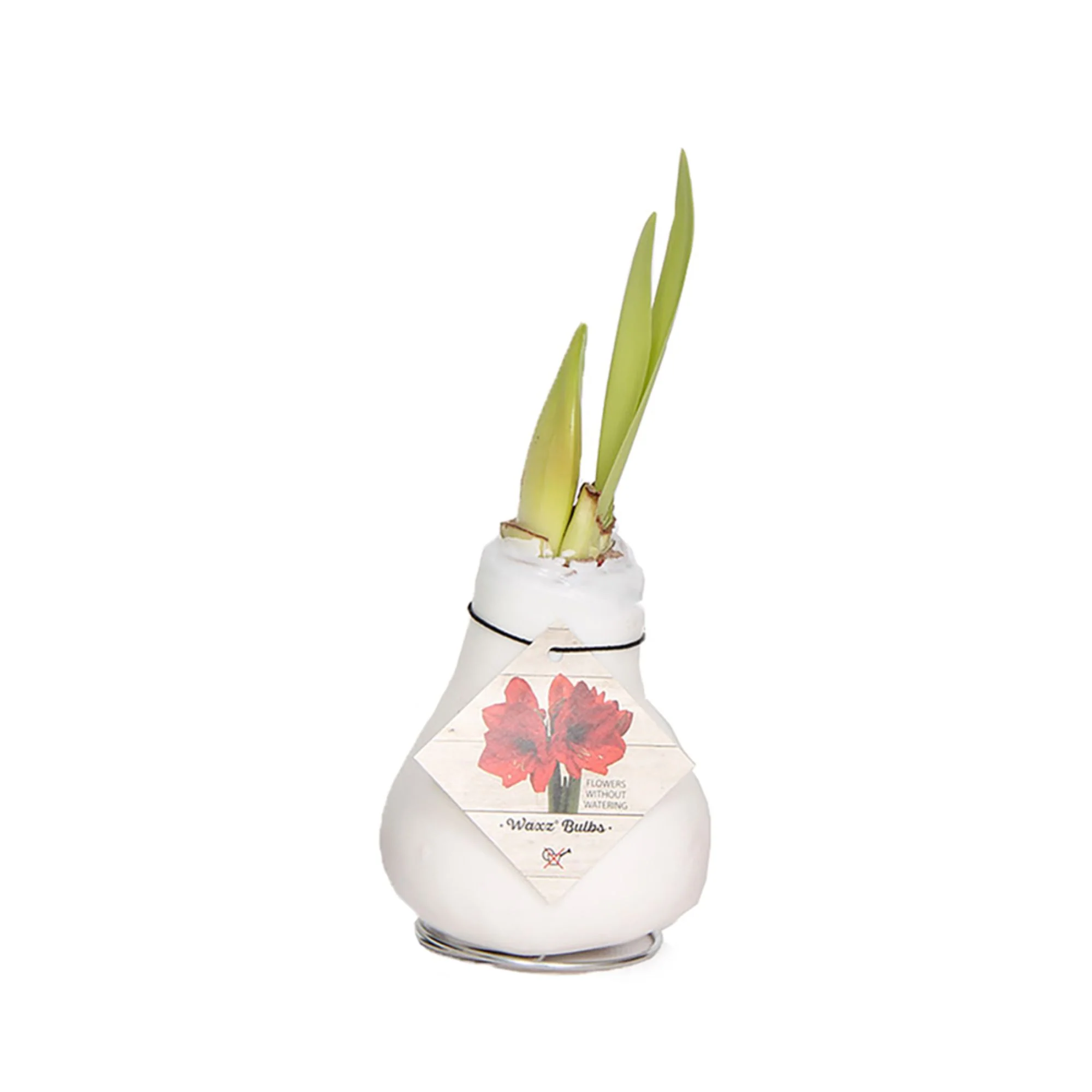 Wachs-Amaryllis - Image 8