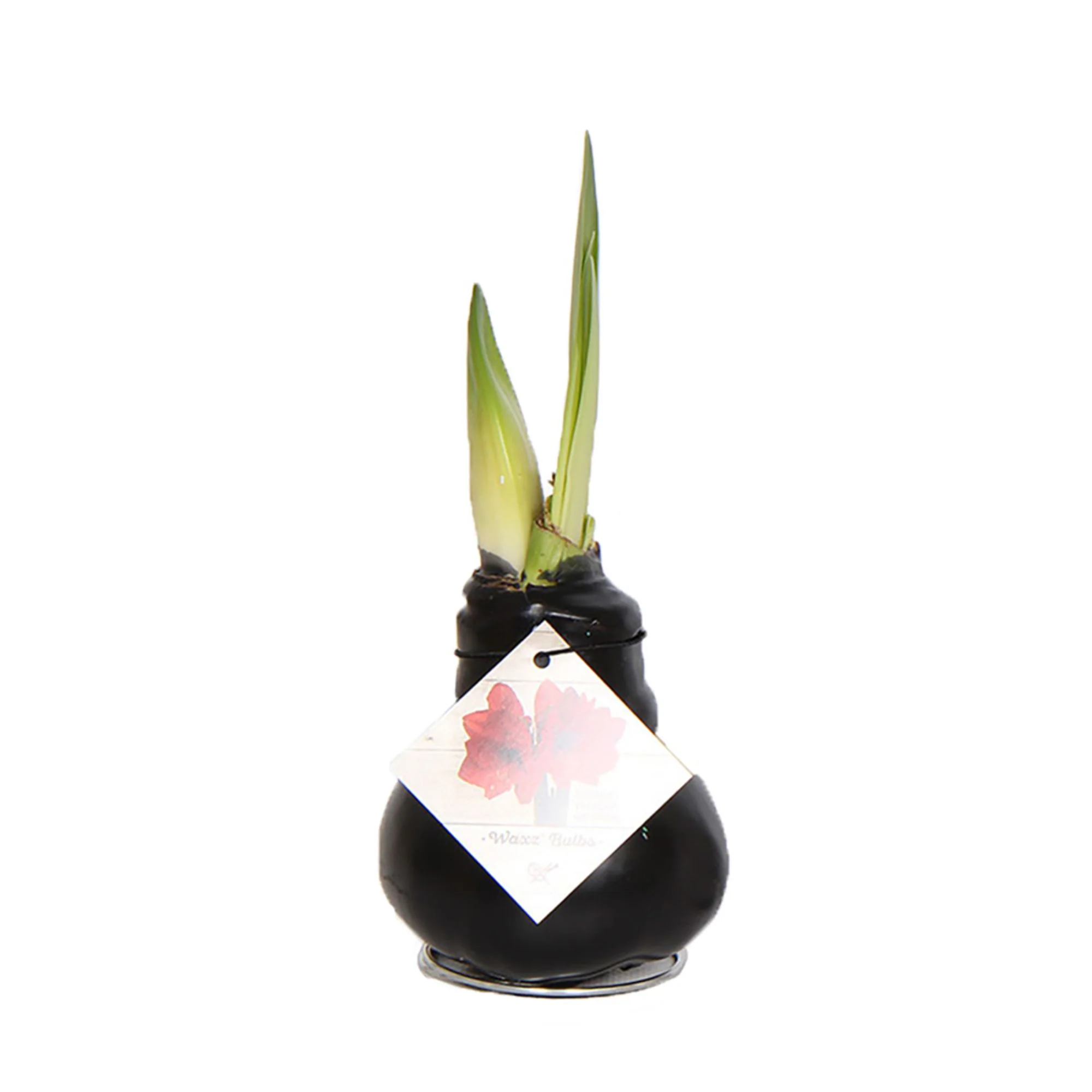 Wachs-Amaryllis - Image 9