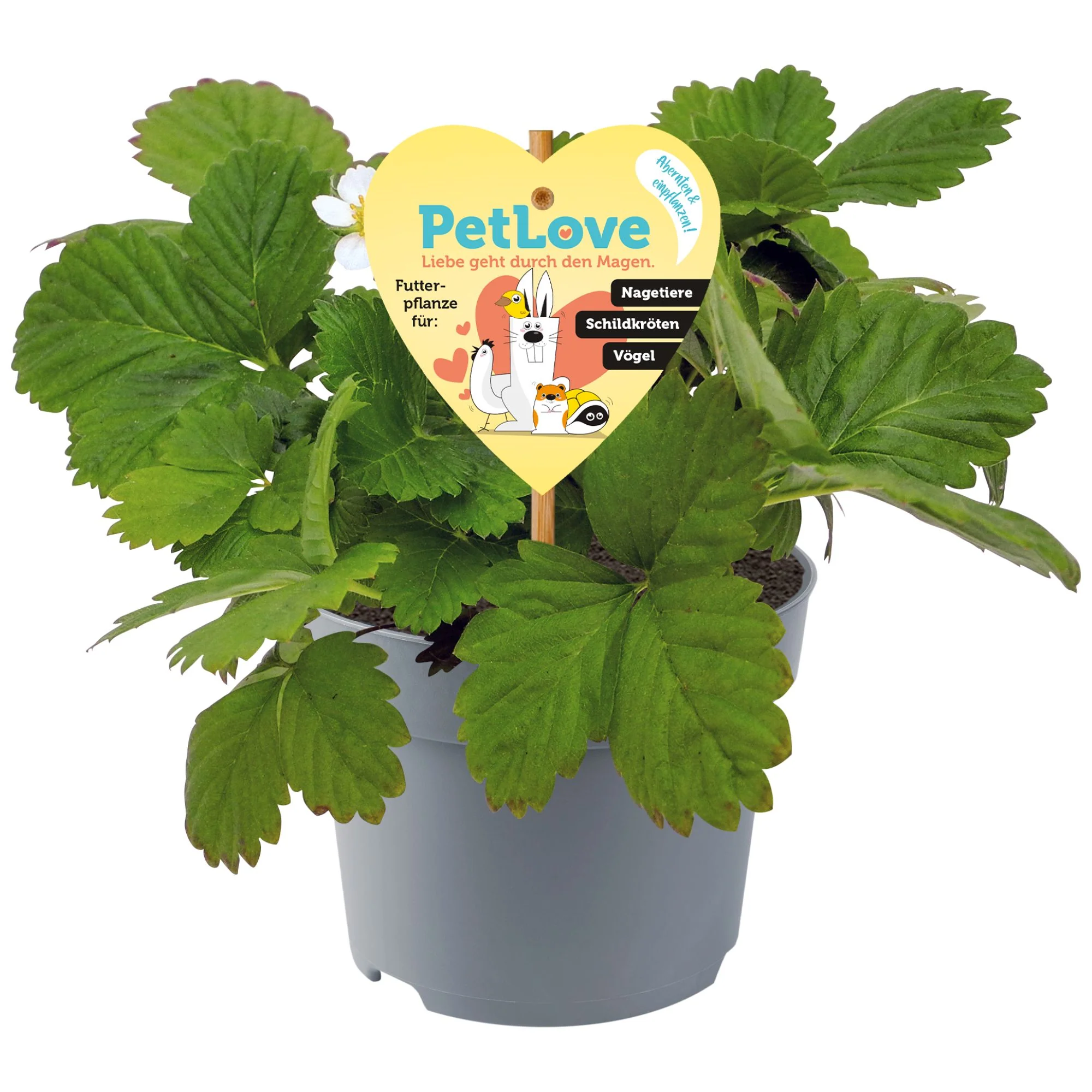 Walderdbeere 'Alexandria' PetLove - Image 3