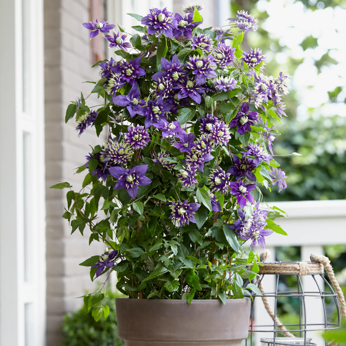 Waldrebe 'Taiga®' - Image 3