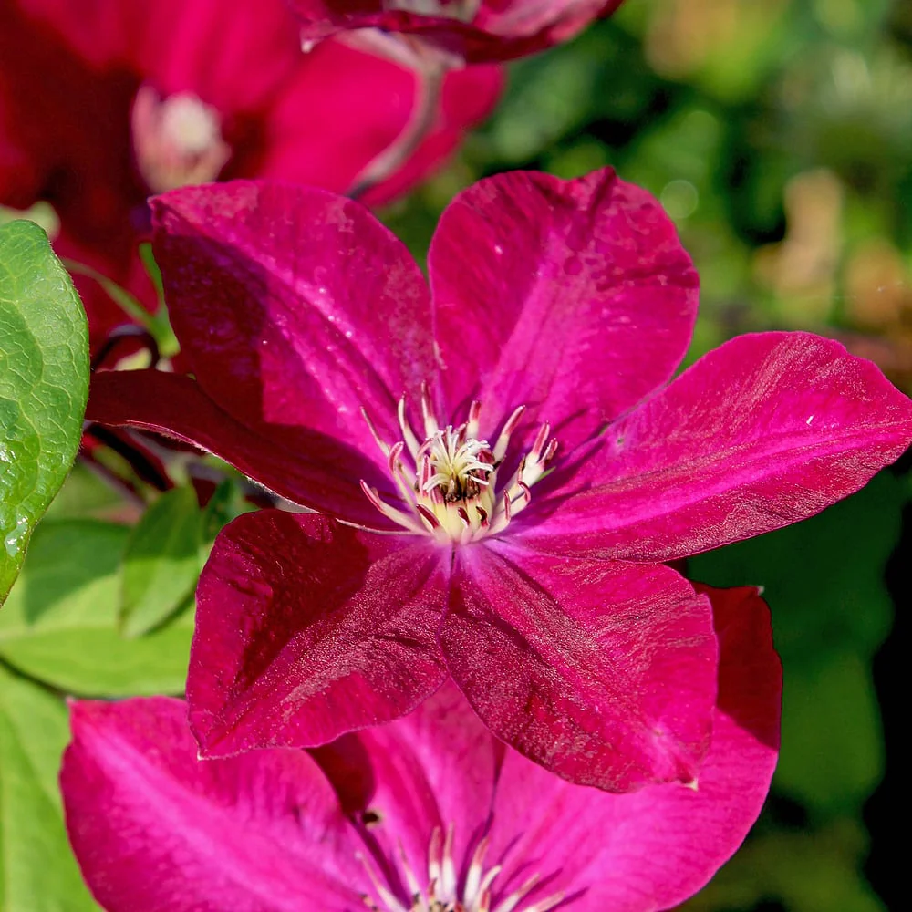 Waldreben "Kräftige Farben" - Image 3