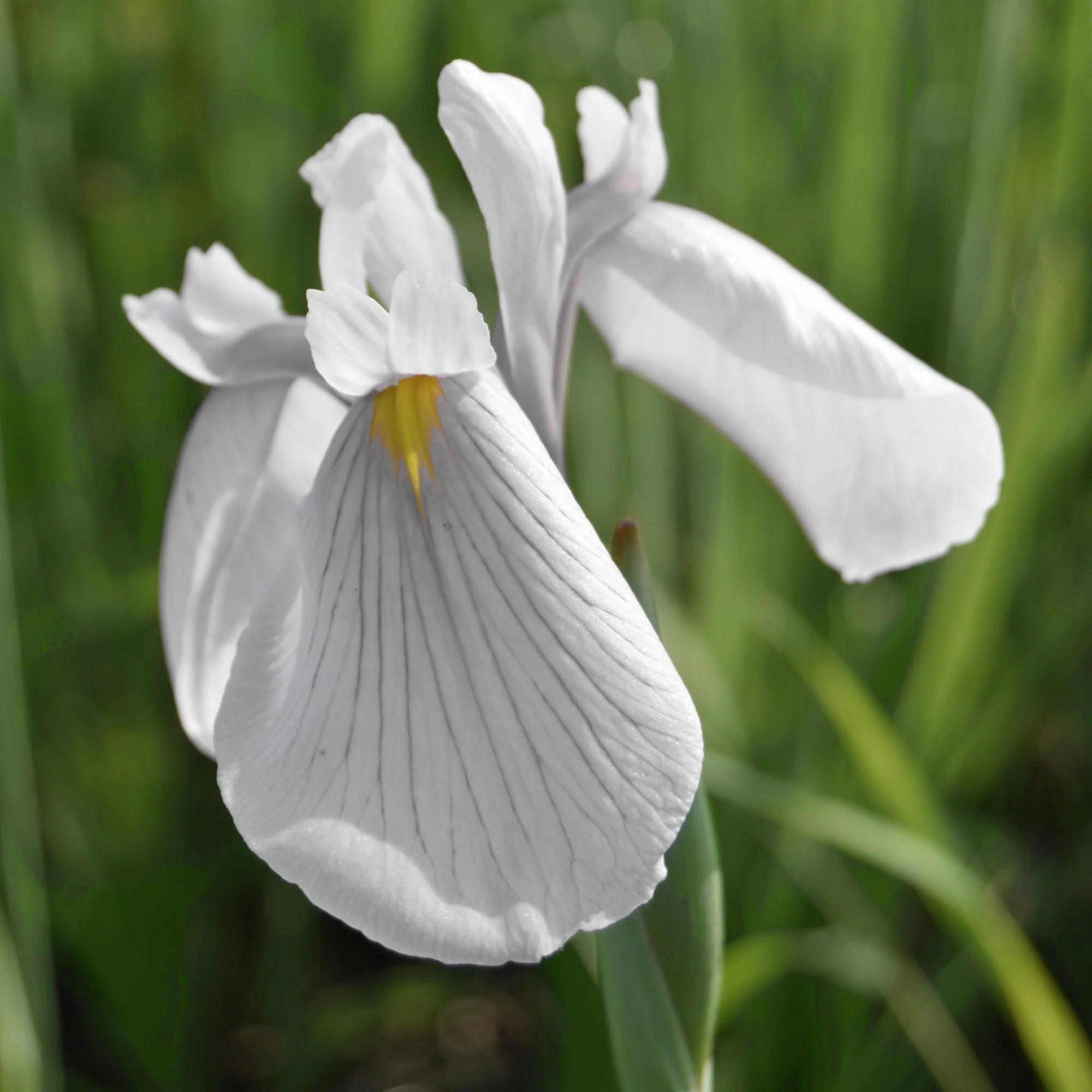 Wasseriris