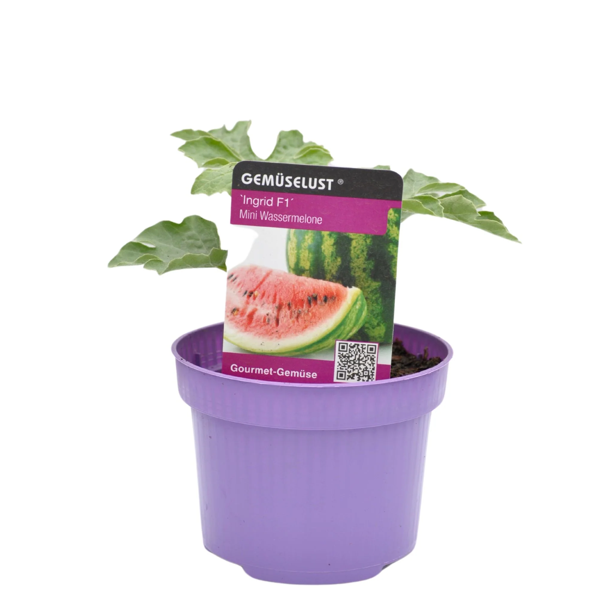Wassermelone 'Ingrid F1' - Image 2