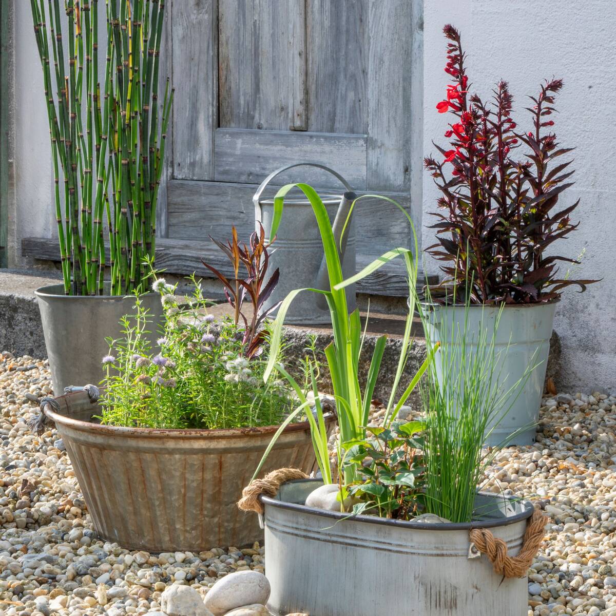 Wasserpflanzen "Natürliche Teichbewohner", 11 Pflanzen