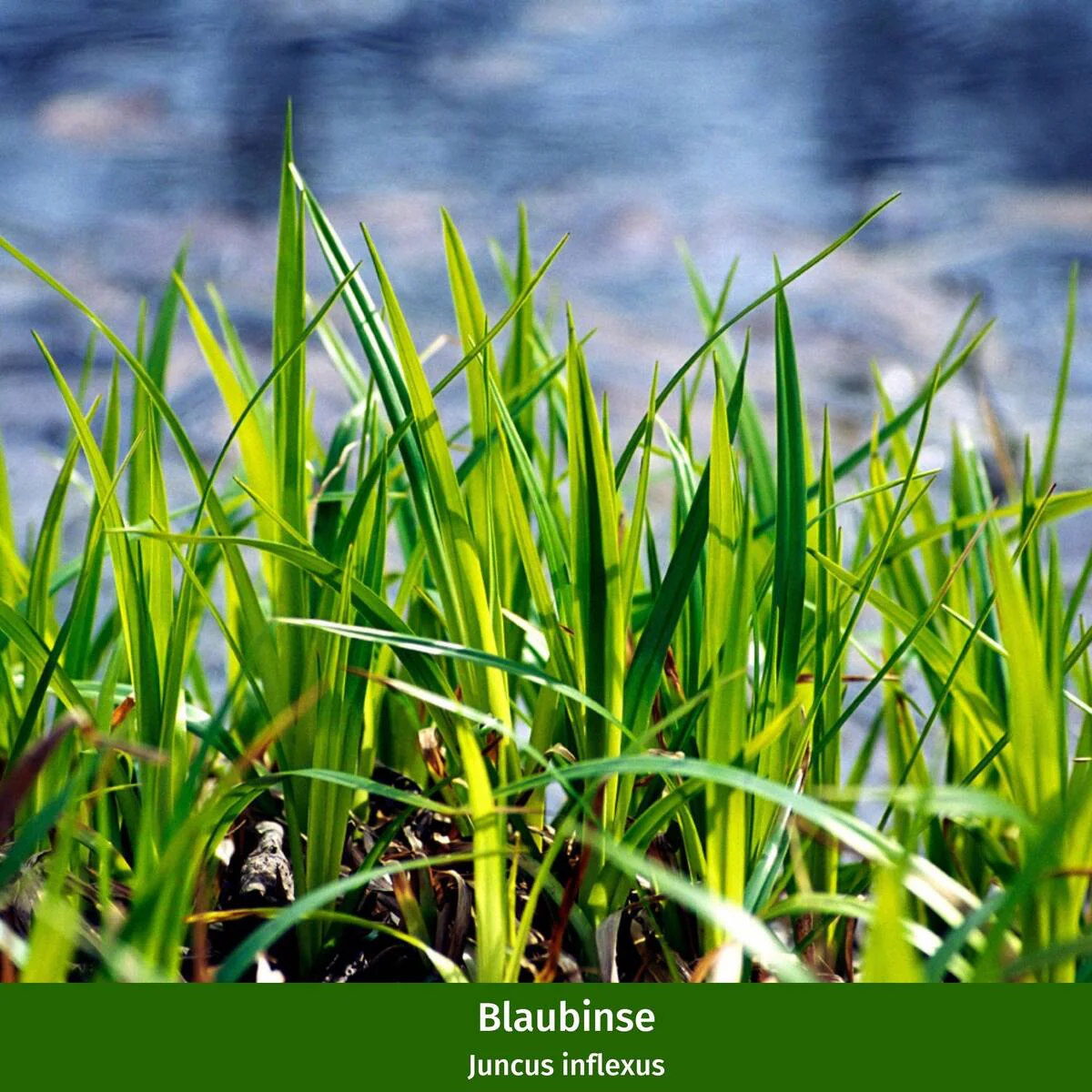 Wasserpflanzen "Natürliche Teichbewohner", 11 Pflanzen - Image 3