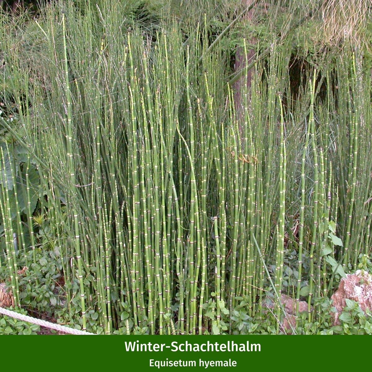 Wasserpflanzen "Natürliche Teichbewohner", 11 Pflanzen - Image 8