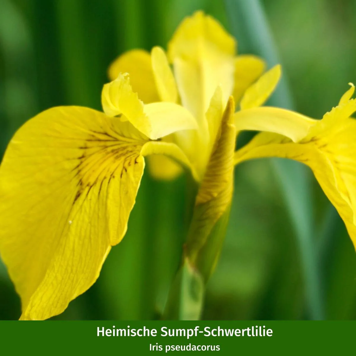 Wasserpflanzen "Natürliche Teichbewohner", 11 Pflanzen - Image 9