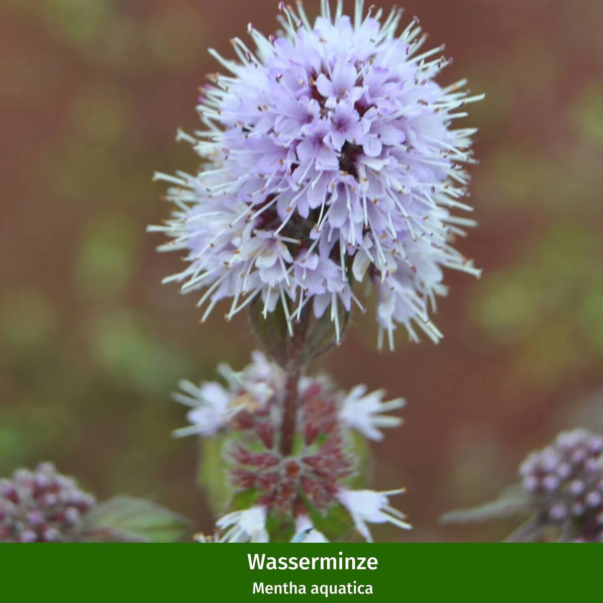 Wasserpflanzen "Rote Brise" - Image 3