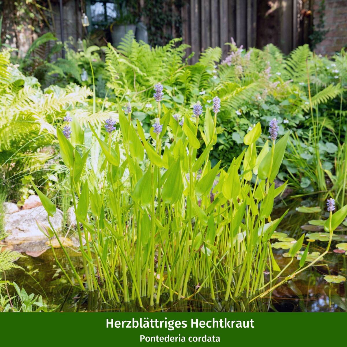 Wasserpflanzen "Teichmagie" - Image 3