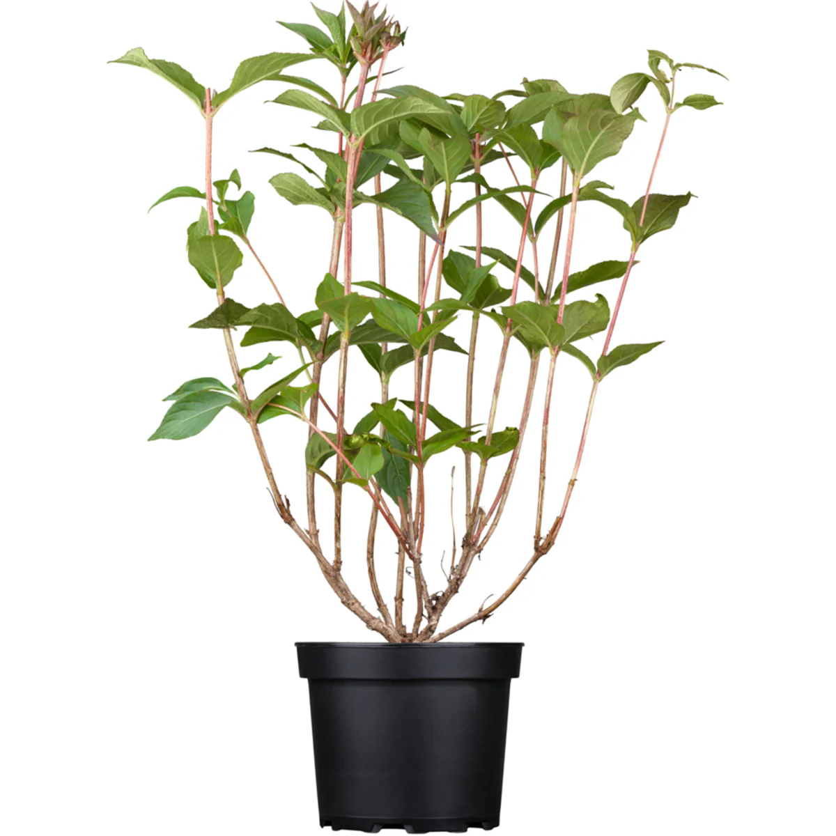Weigelie 'Bristol Ruby' - Image 3