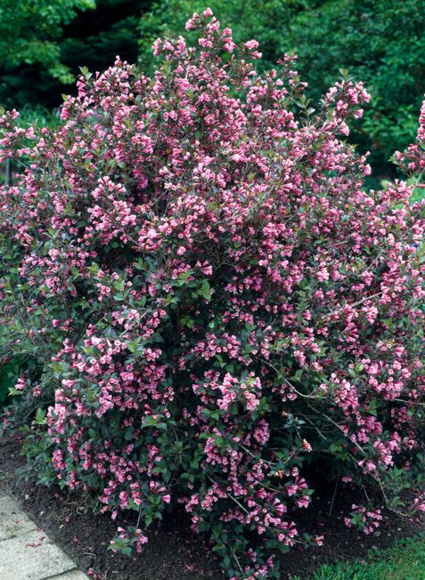 Weigelie 'Purpurea' - Image 2