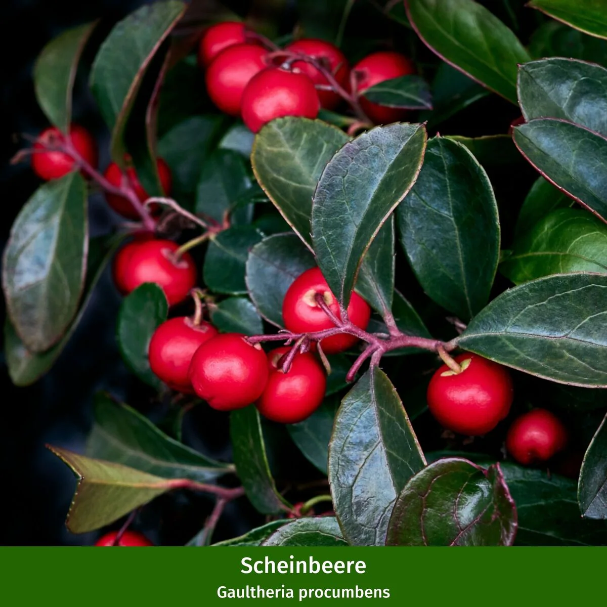 Weihnachtliche Harmonie - Image 3