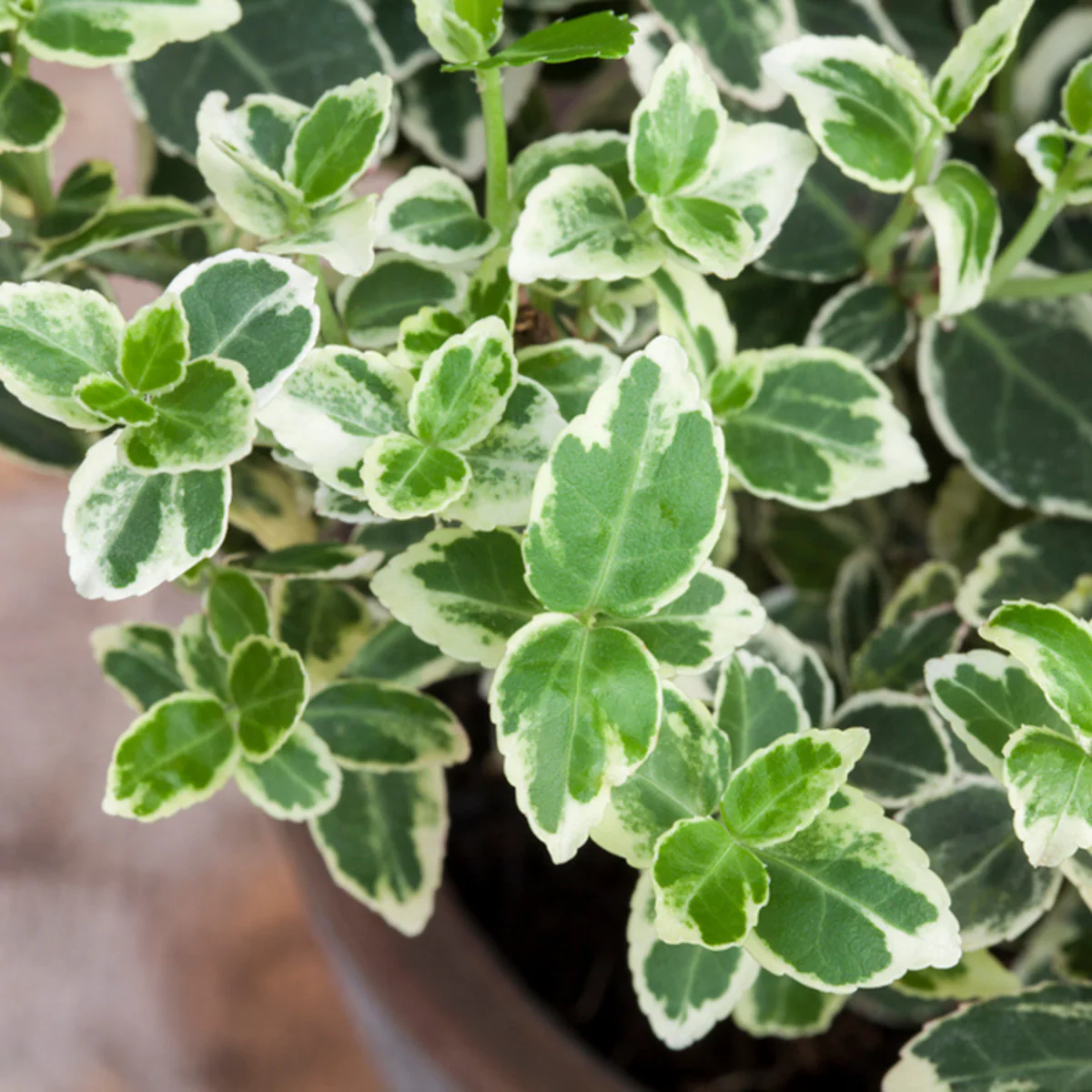 Weißbunte Kriechspindel 'Emerald Gaity', 12 Pflanzen