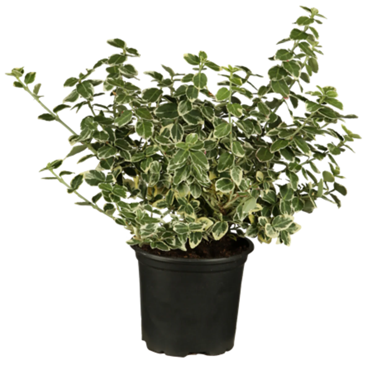 Weißbunte Kriechspindel 'Emerald Gaity', 12 Pflanzen - Image 2