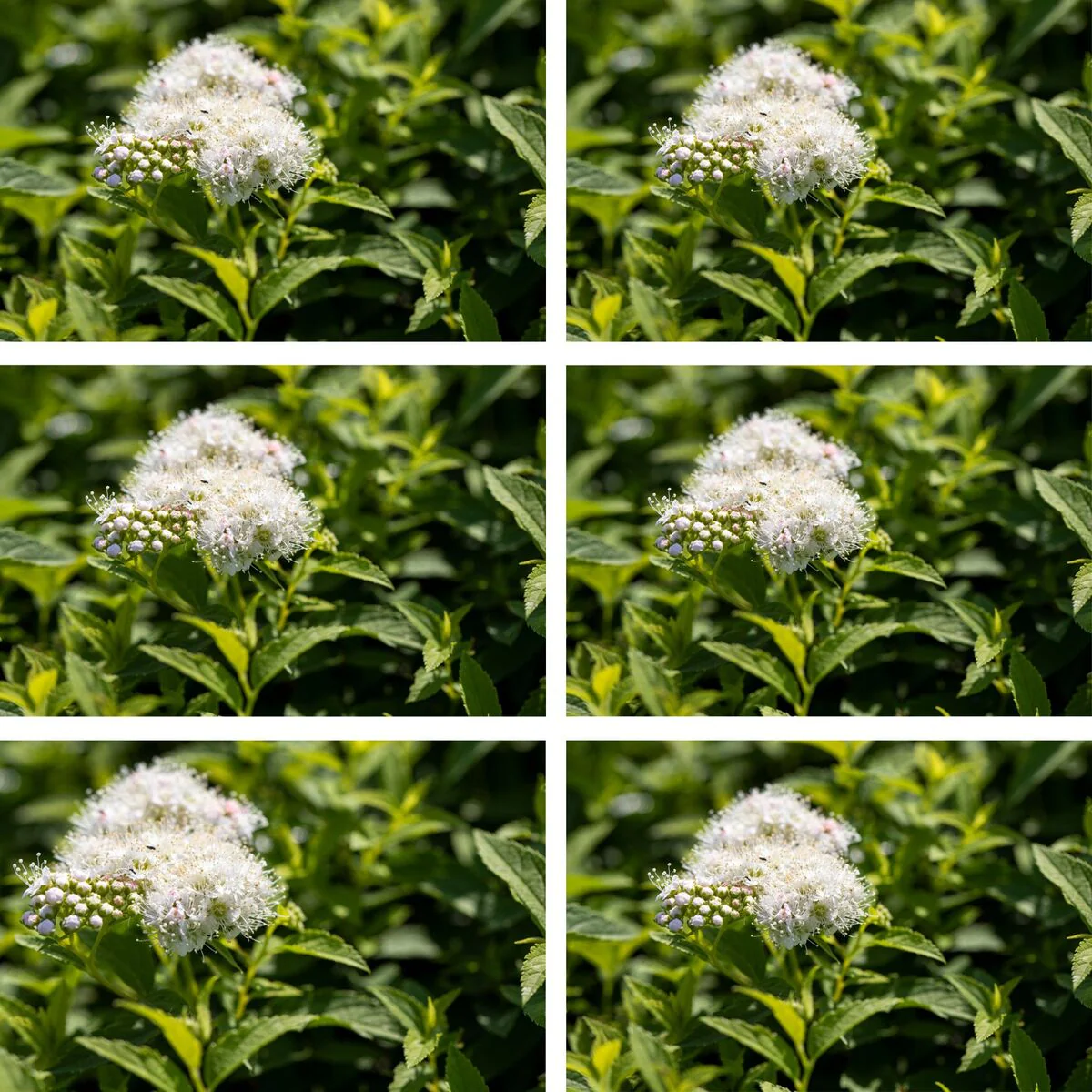 Weiße Zwergspiere 'Albiflora', 6 Pflanzen