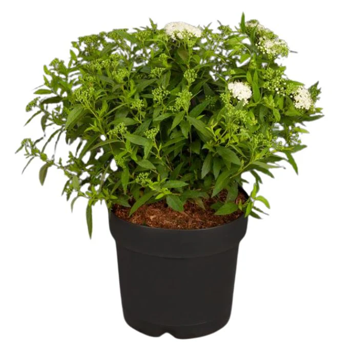 Weiße Zwergspiere 'Albiflora' - Image 2