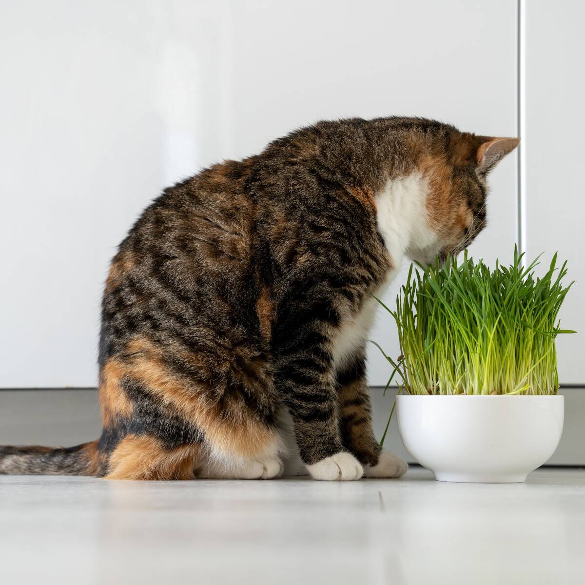 Weizengras PetLove - Image 3