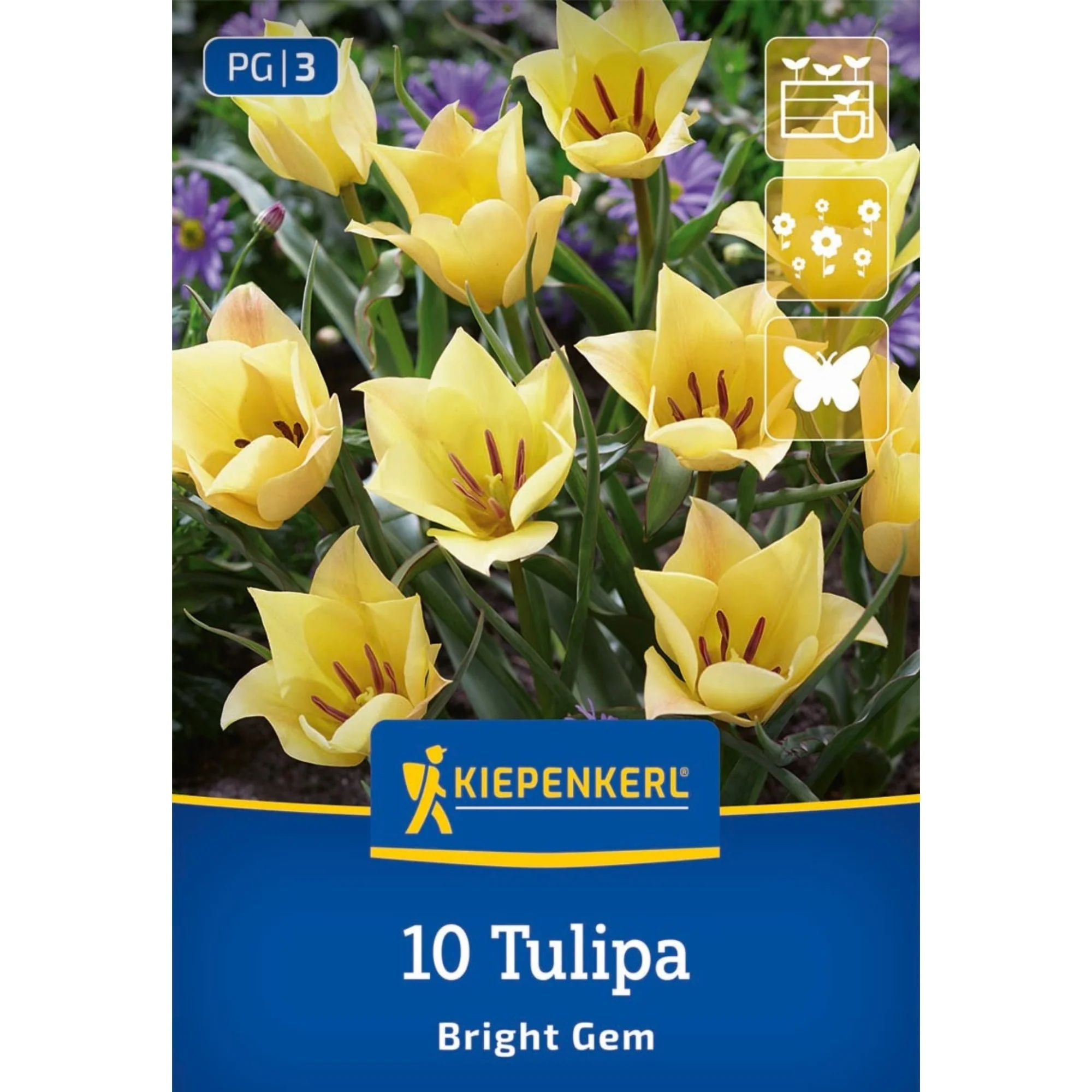 Wildtulpe 'Batalinii Bright Gem', 10 Zwiebeln