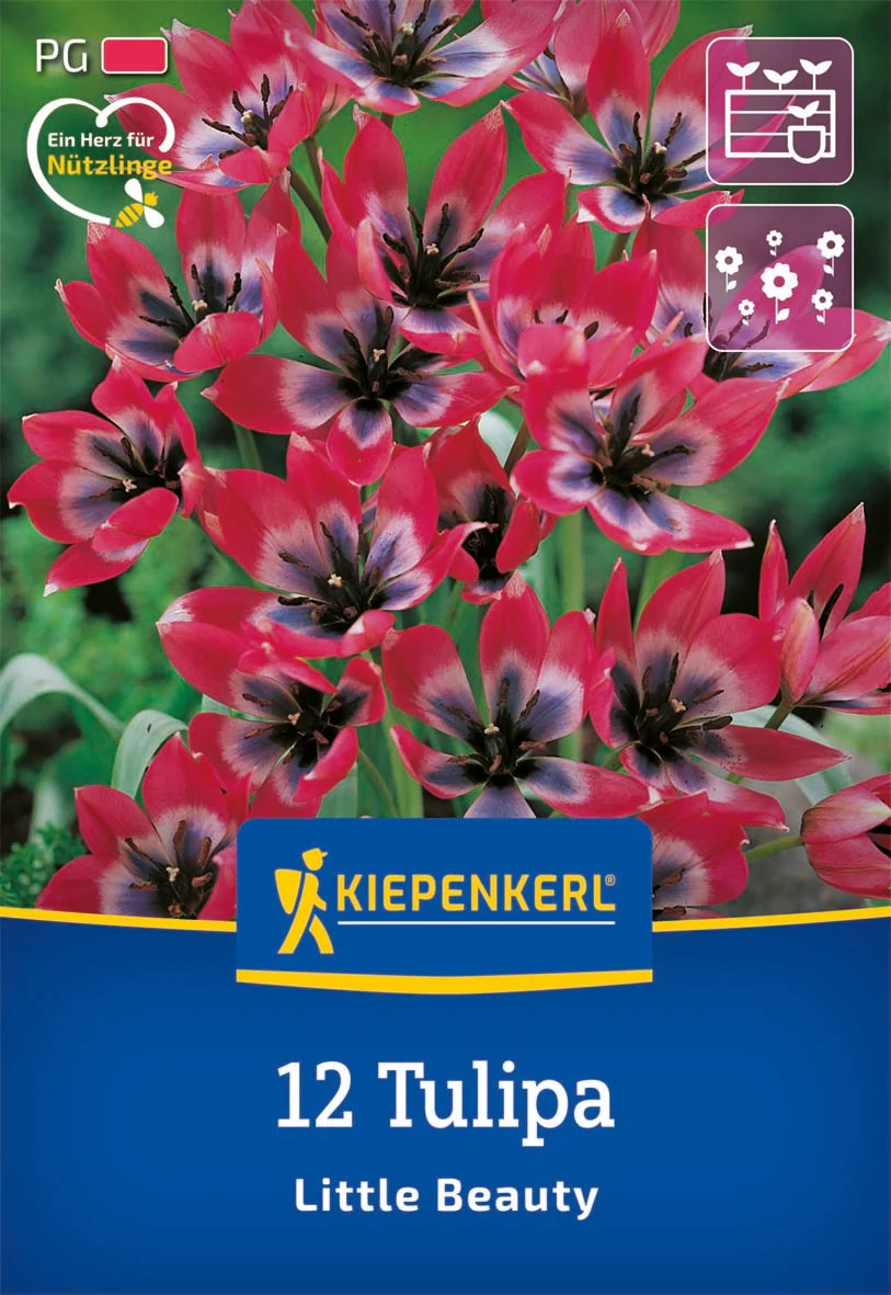Wildtulpe 'Little Beauty', 12 Zwiebeln