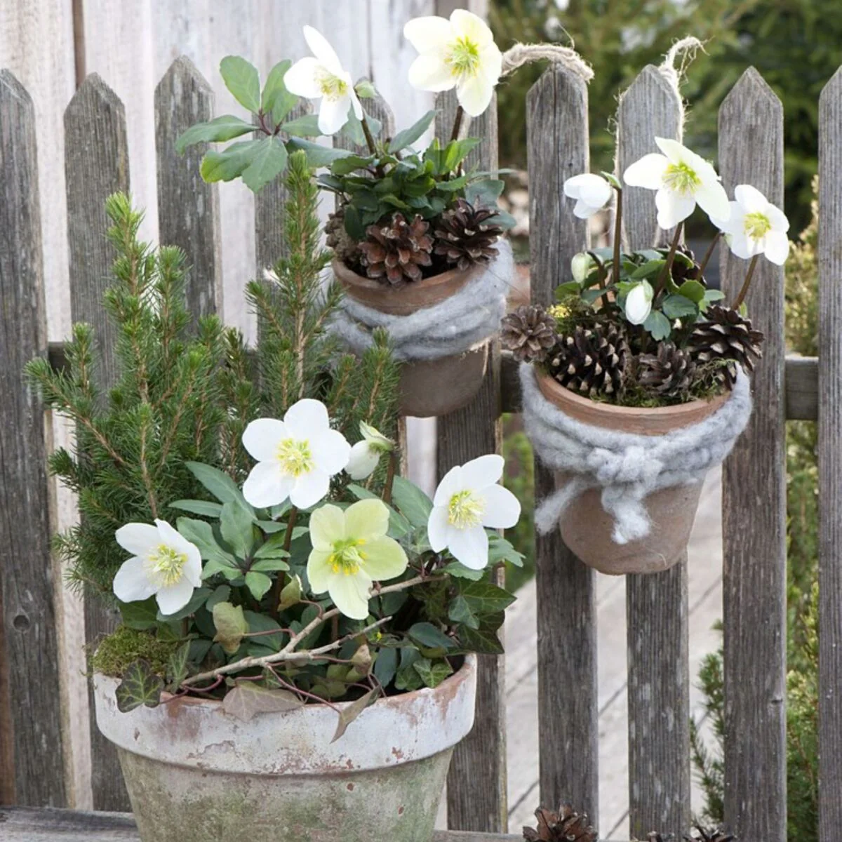Winterarrangement mit Christrose und Picea