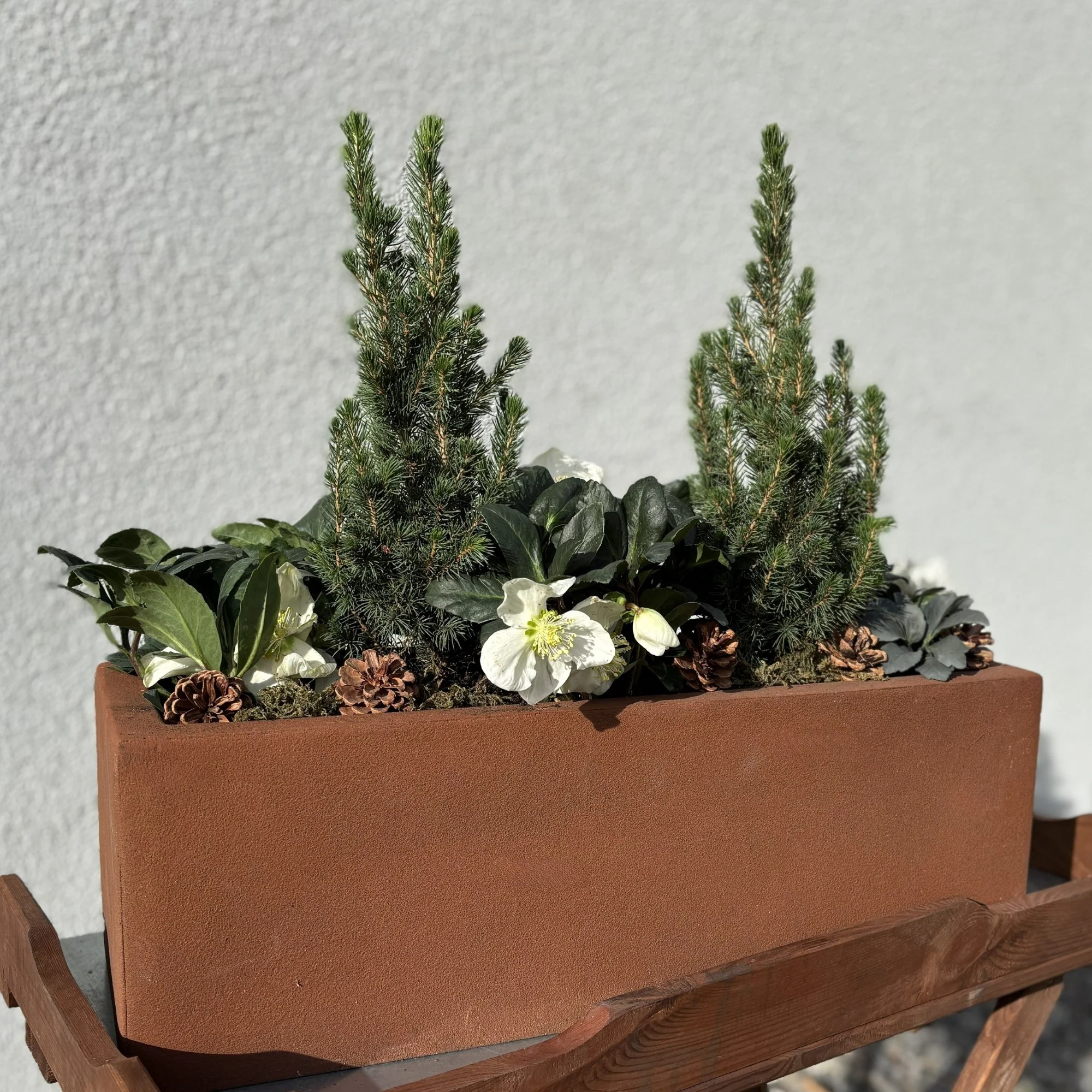 Winterarrangement mit Christrose und Picea - Image 2