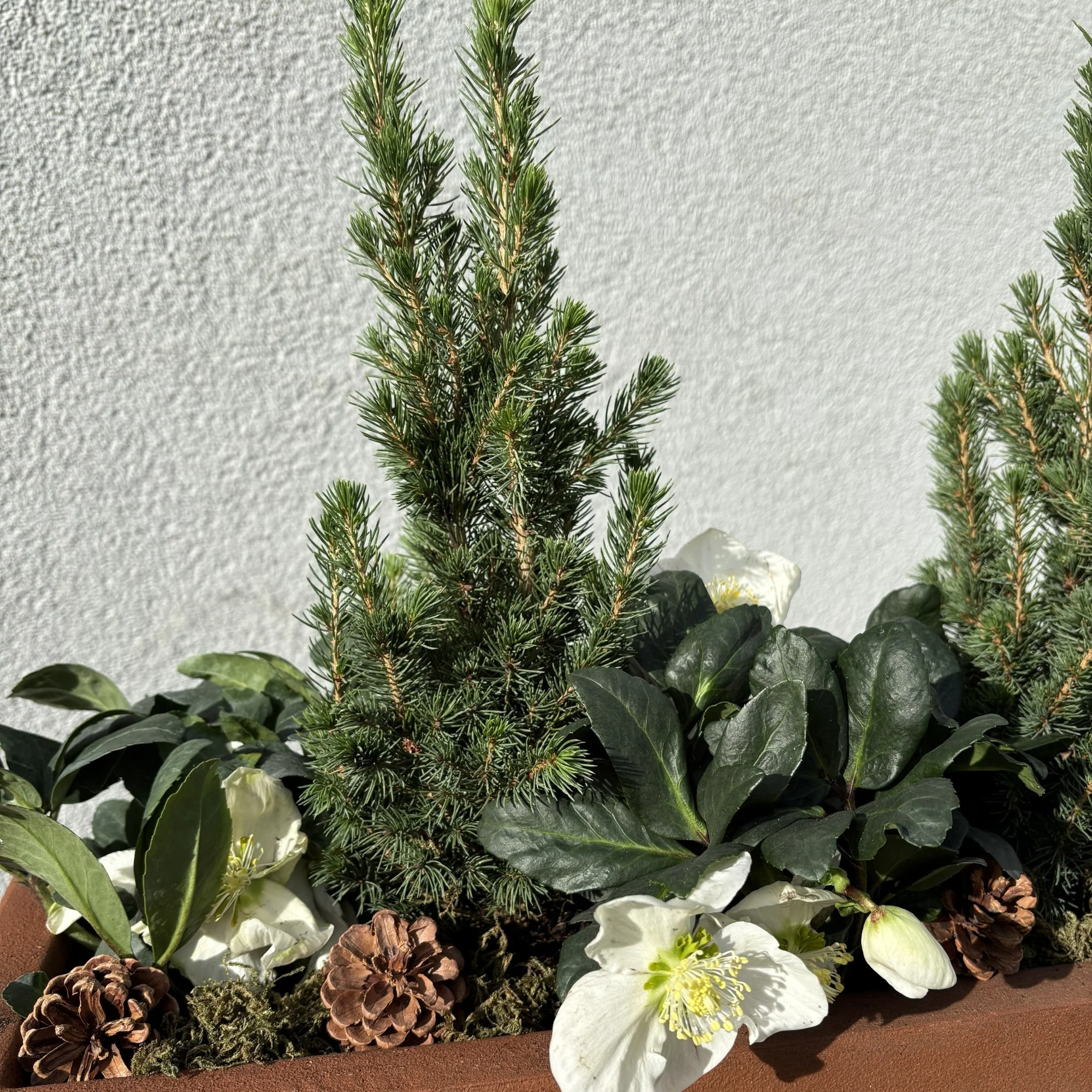 Winterarrangement mit Christrose und Picea - Image 3